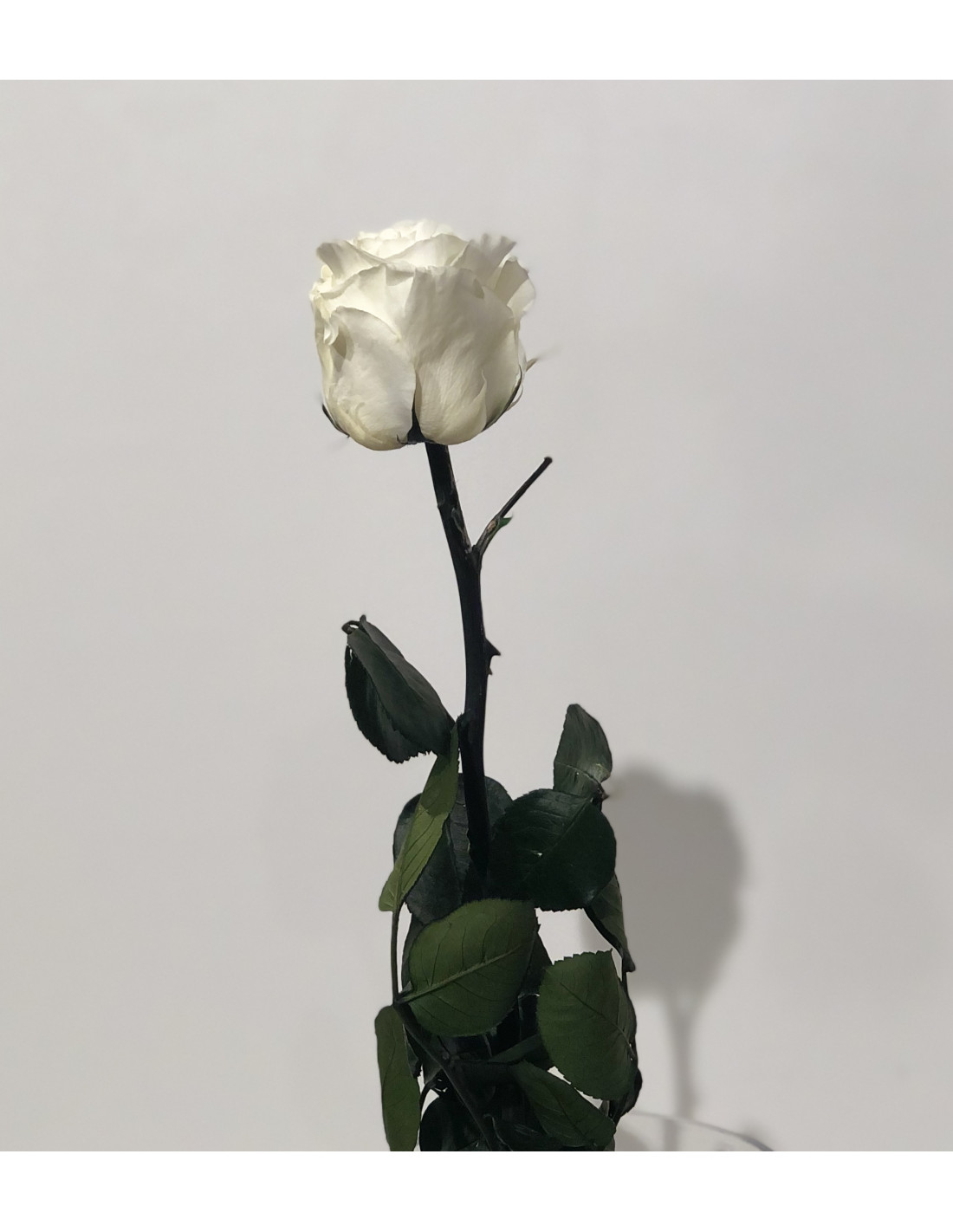 Rosa blanca preservada