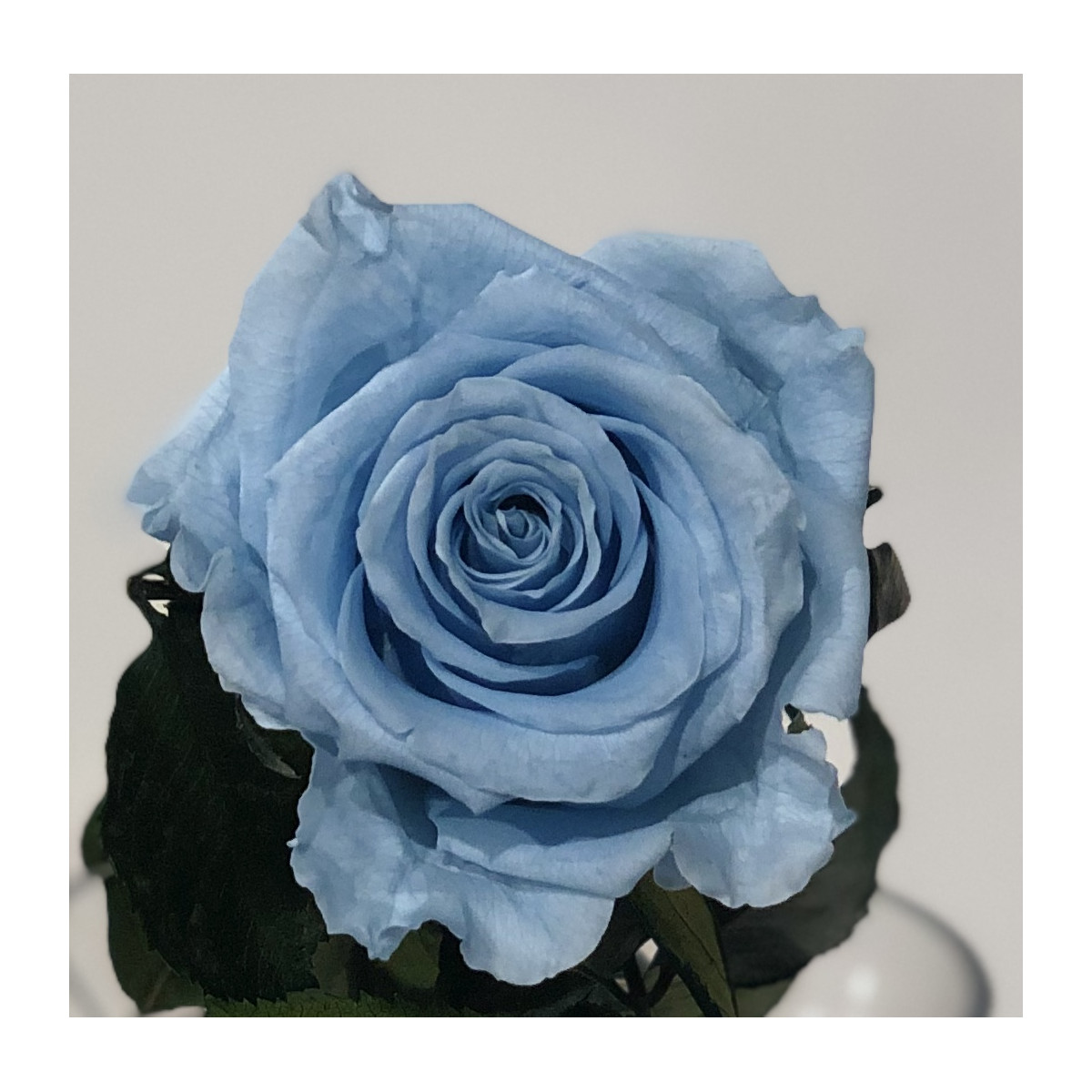 Rosa azul claro preservada